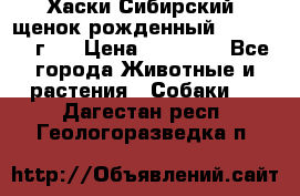 Хаски Сибирский (щенок рожденный 20.03.2017г.) › Цена ­ 25 000 - Все города Животные и растения » Собаки   . Дагестан респ.,Геологоразведка п.